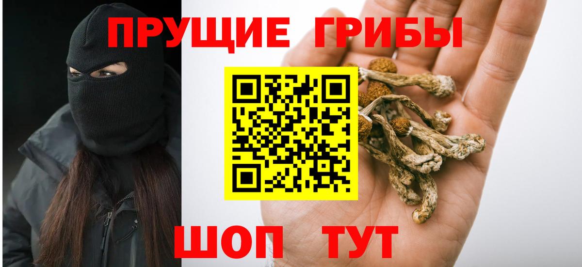 Малгобек  Псилоцибиновые грибы Psilocybine cubensis  Вход с VPN 